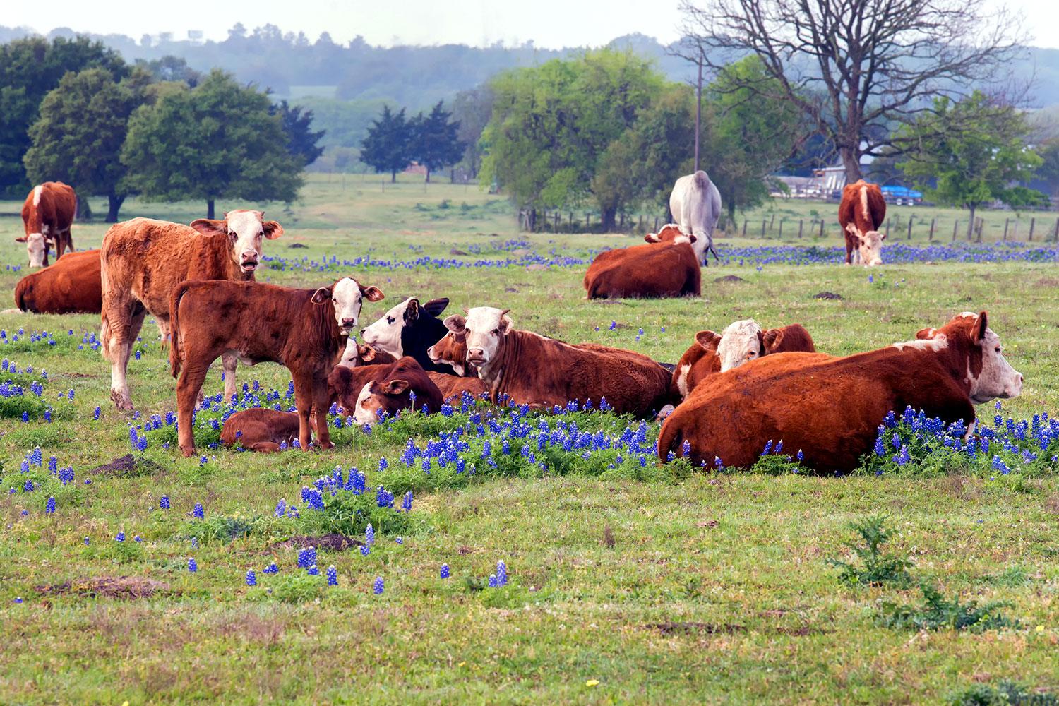 Cows in a Bluebonnet field